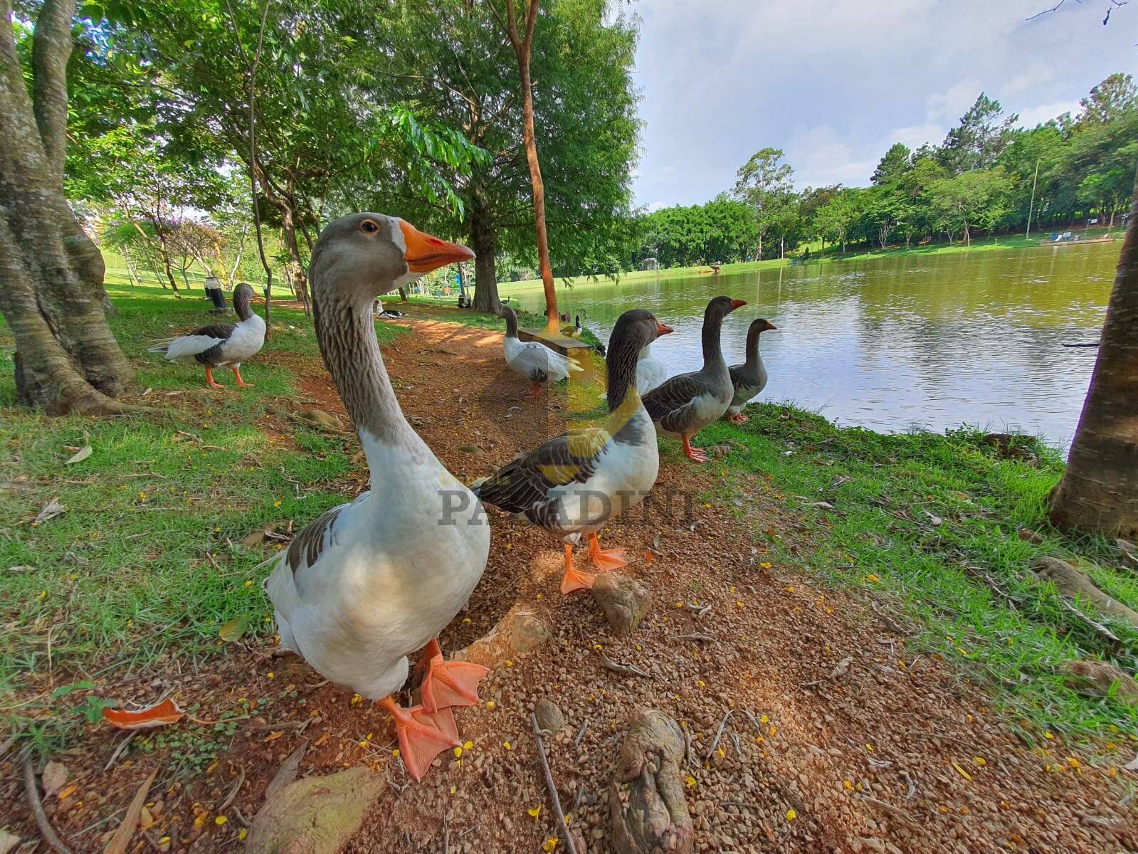 Terreno, 538 m² - Foto 8